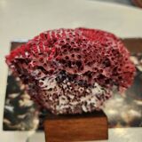 Red coral