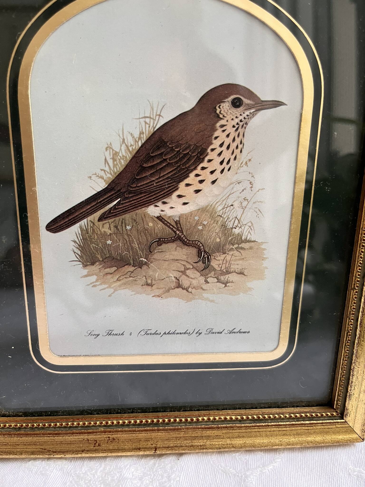 Two vintage bird prints by David Andrews - Chickadee and Song Thrush