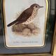 Two vintage bird prints by David Andrews - Chickadee and Song Thrush