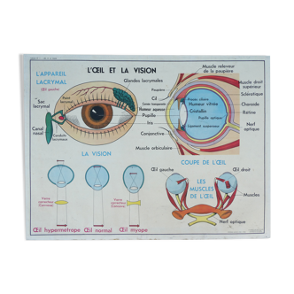 Ancienne affiche scolaire MDI, oeil-vision & oreille-nez