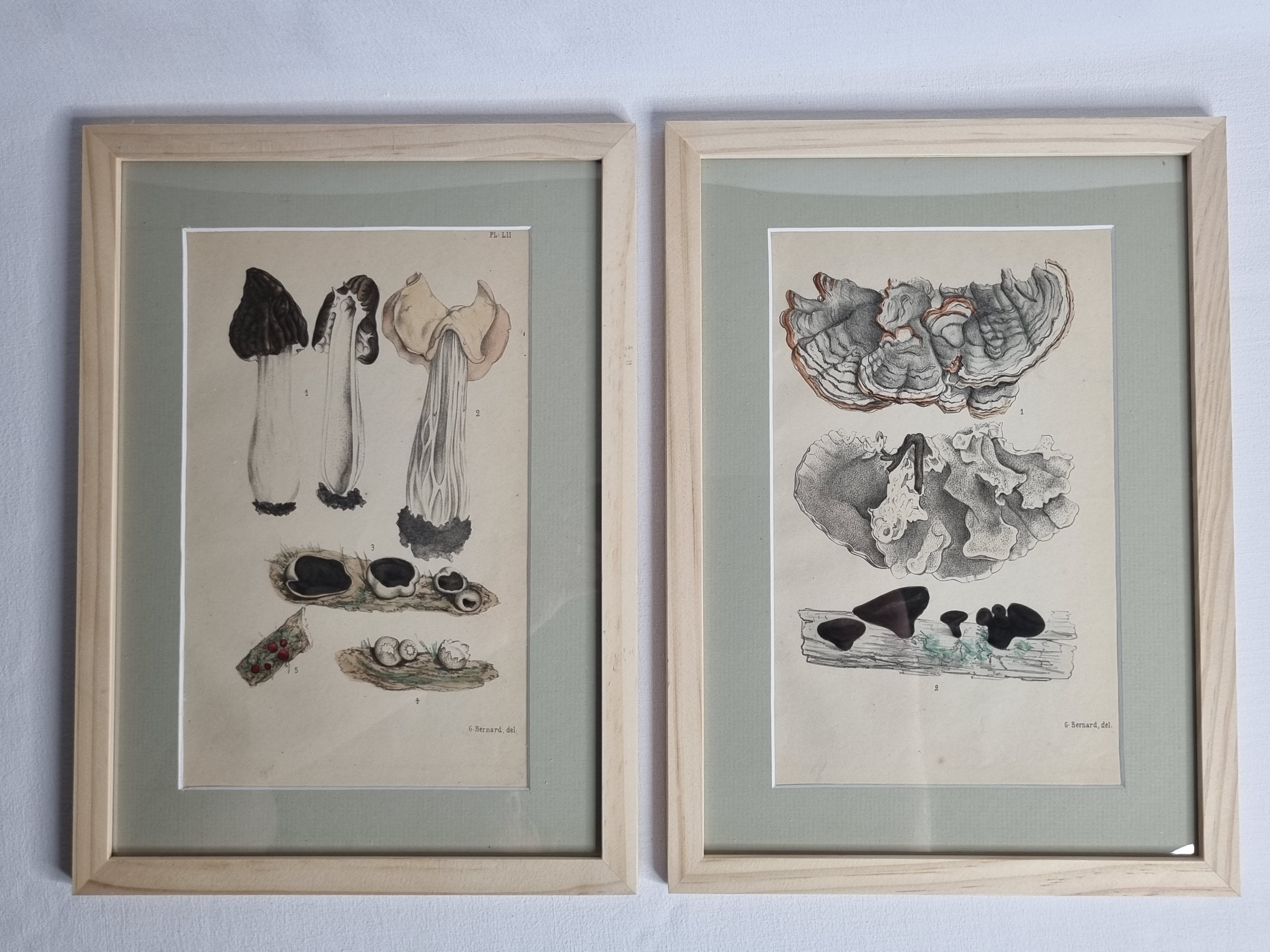 Two old engravings of watercolor mushrooms nineteenth century after G. Bernard