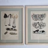 Deux anciennes gravures de champignons aquarellées XIXème siècle d'après G. Bernard