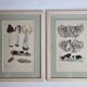 Two old engravings of watercolor mushrooms nineteenth century after G. Bernard