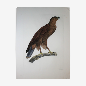 Gravure aigle criard planche originale de la chalcographie du louvre 1800