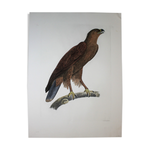 Gravure aigle criard planche originale