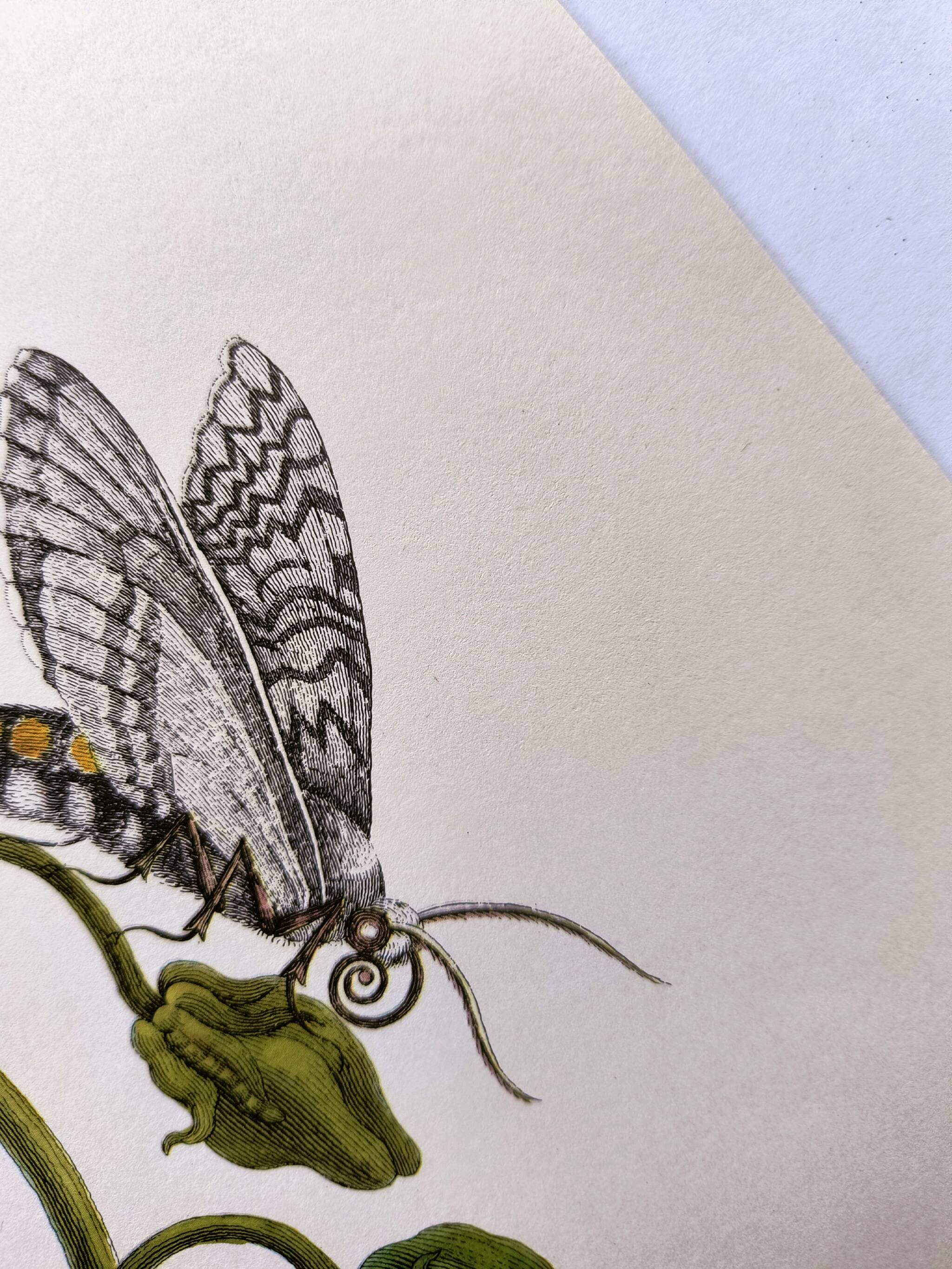 Botanical plate by Merian - Suriname pepper and hawk moth - illustration