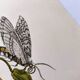 Botanical plate by Merian - Suriname pepper and hawk moth - illustration