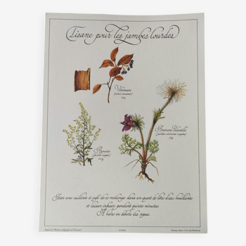 Gravure botanique -Tisane pour les jambes lourdes- Illustration de plantes médicinales et herbes