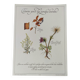 Botanical engraving -Herbal tea for heavy legs- Illustration of medicinal plants and herbs