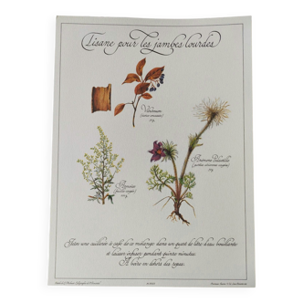 Botanical engraving -Herbal tea for heavy legs- Illustration of medicinal plants and herbs