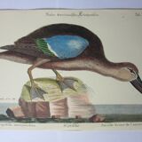 Engraving bird, brown teal, repro catesby