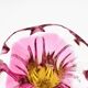 Organic Vase - Sommerso - Josef Hospodka - Bohemian Crystal - Circa 60