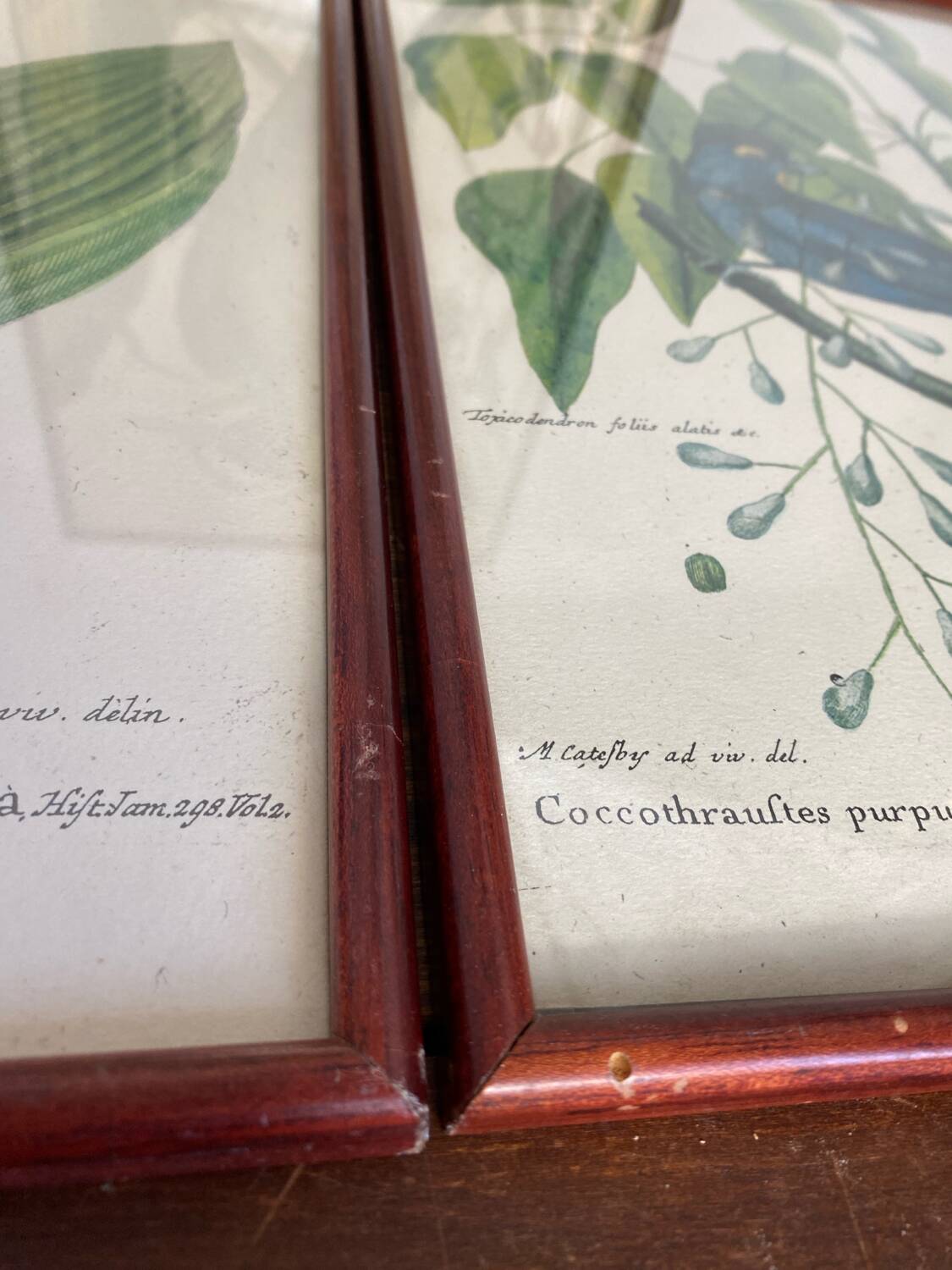 Ornithological posters