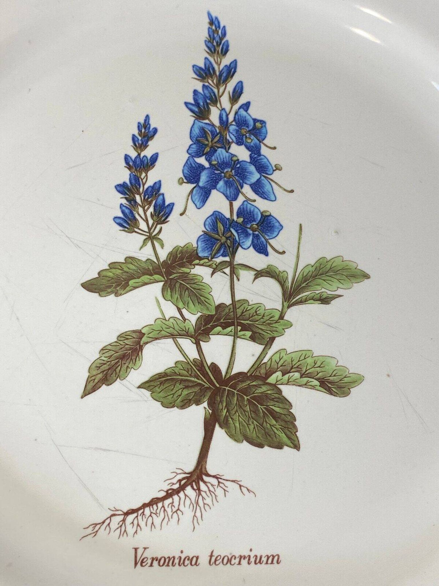 Earthenware plate with botanical decoration, Earthenware of Haute Provence