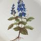 Earthenware plate with botanical decoration, Earthenware of Haute Provence