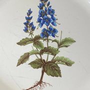 Earthenware plate with botanical decoration, Earthenware of Haute Provence