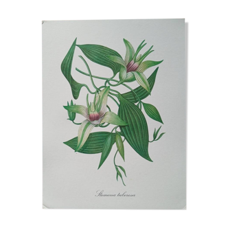 Botanical poster - Stemona tuberosa
