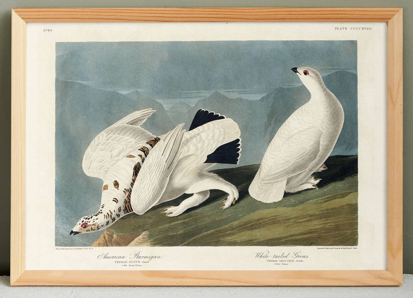 Poster about the Willow Ptarmigan, based on an old engraving from 1827.