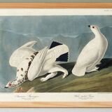 Poster about the Willow Ptarmigan, based on an old engraving from 1827.
