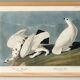Poster about the Willow Ptarmigan, based on an old engraving from 1827.