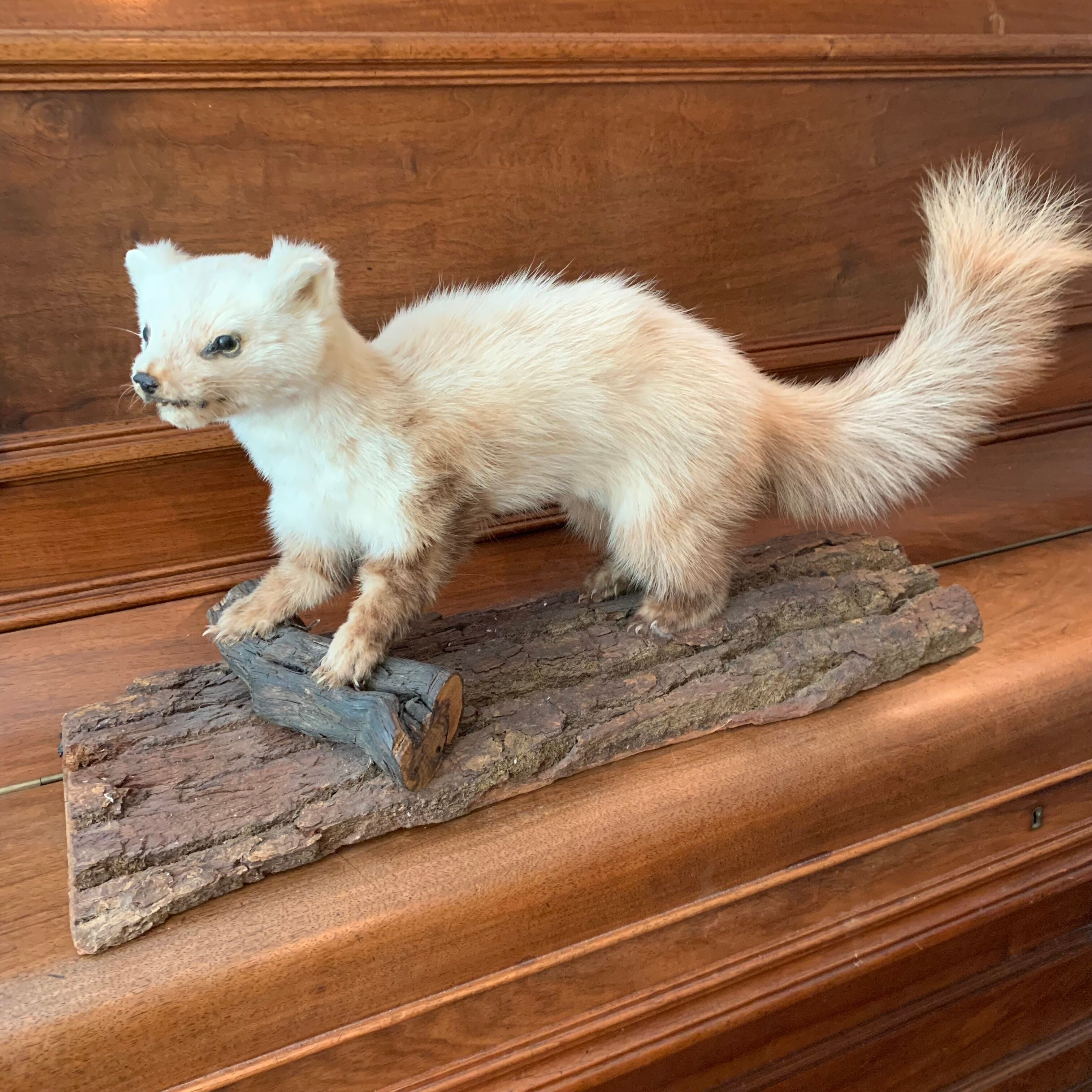 Naturalized ferret taxidermy