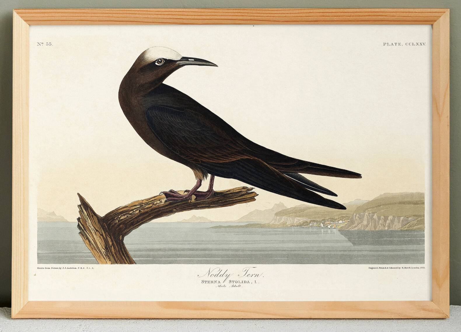 Poster about the Brown Noddy, based on an old engraving from 1827.