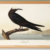 Poster about the Brown Noddy, based on an old engraving from 1827.