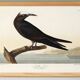Poster about the Brown Noddy, based on an old engraving from 1827.
