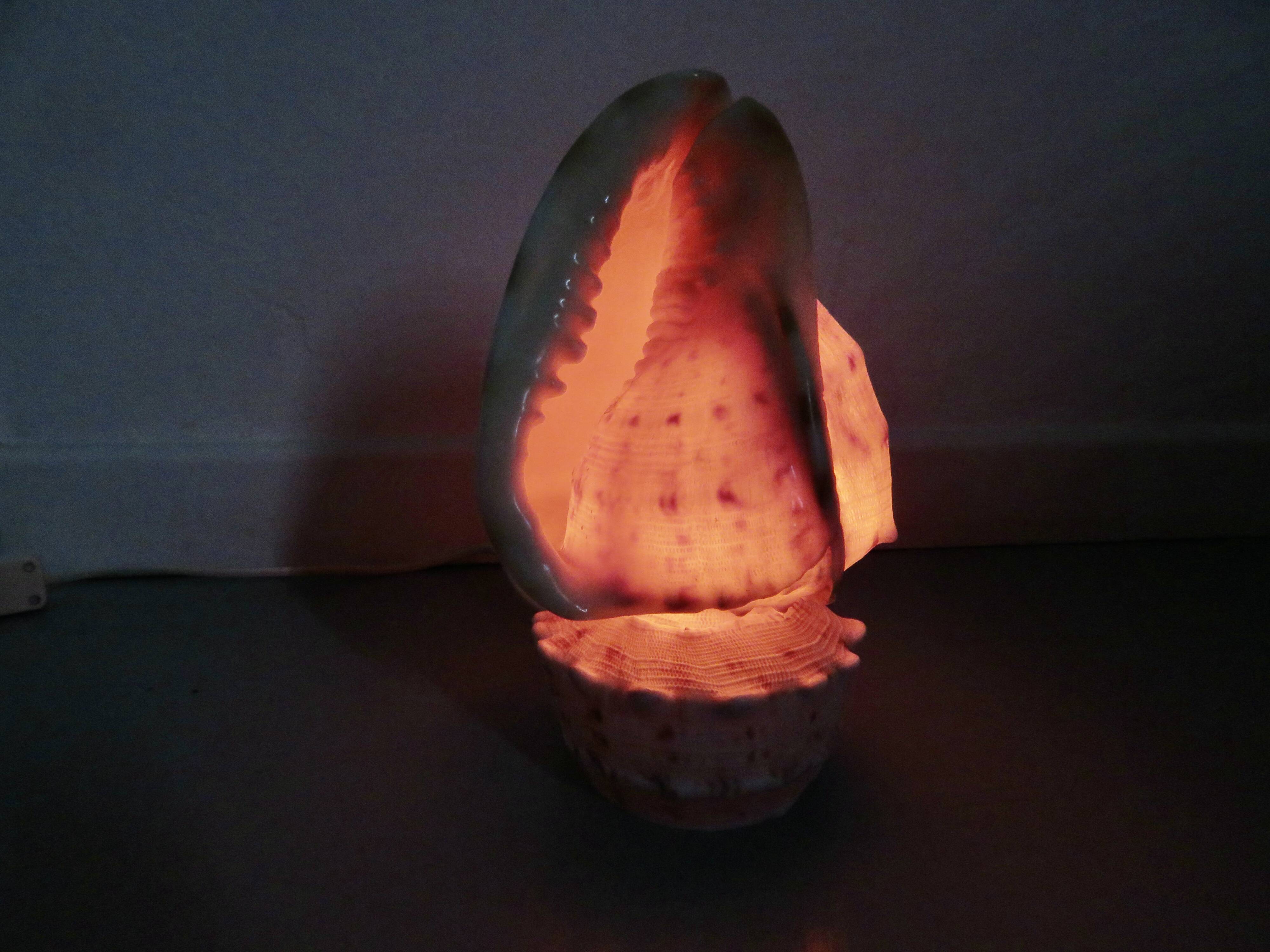 Lampe coquillage "cassis cornita" années 70