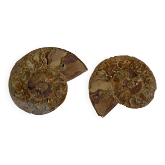 Pair of sawn fossil ammonite from Madagascar