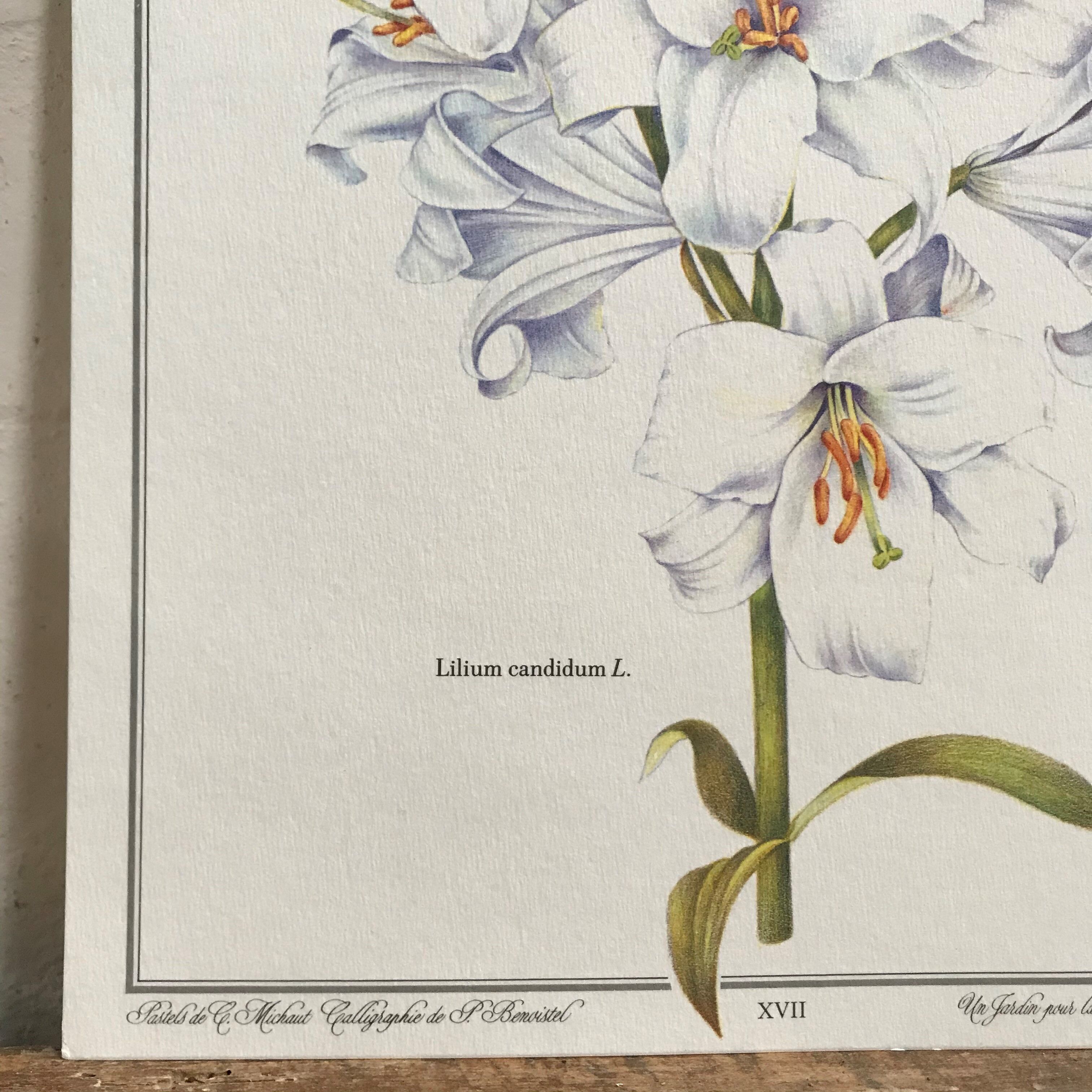 Botanical plank the white lily