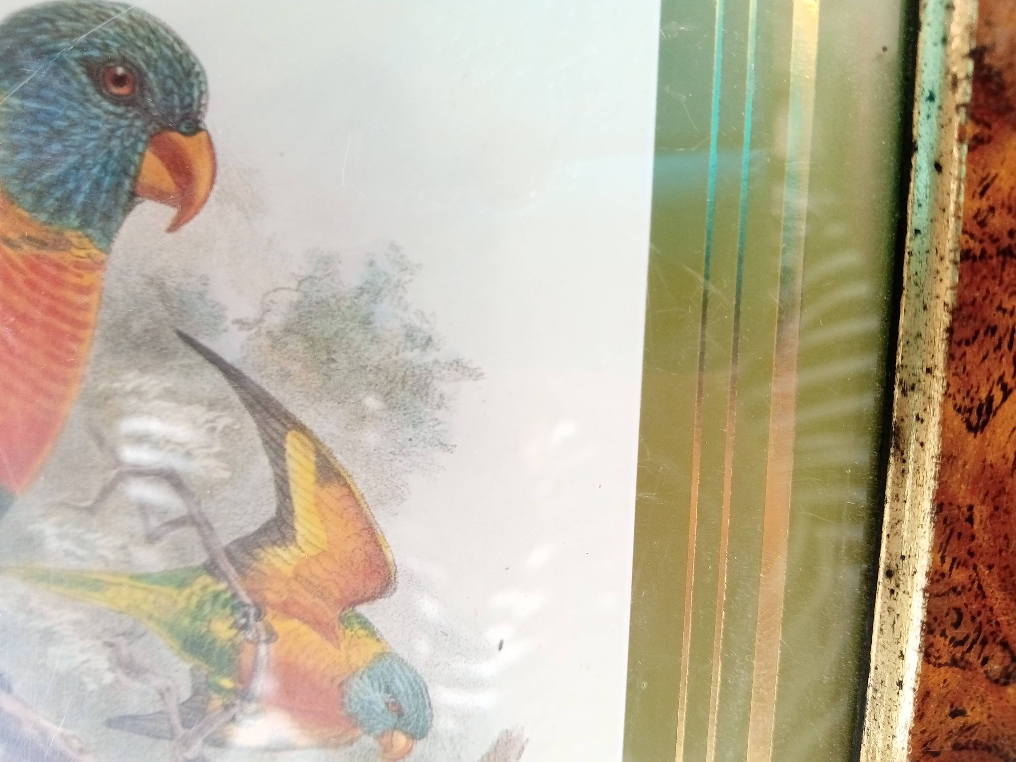 Tableau oiseau Lori