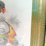 Tableau oiseau Lori