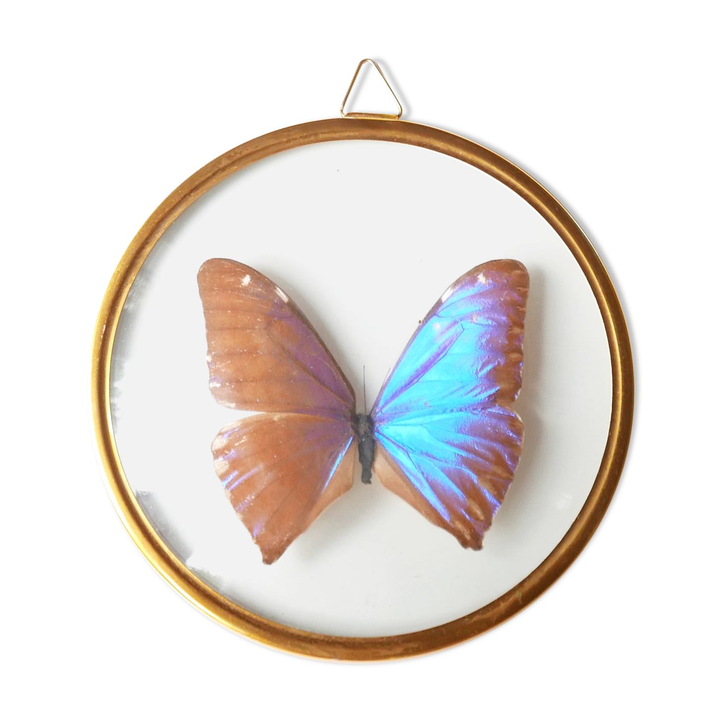 Round showcase frame, naturalized butterfly blue Morpho, 60s