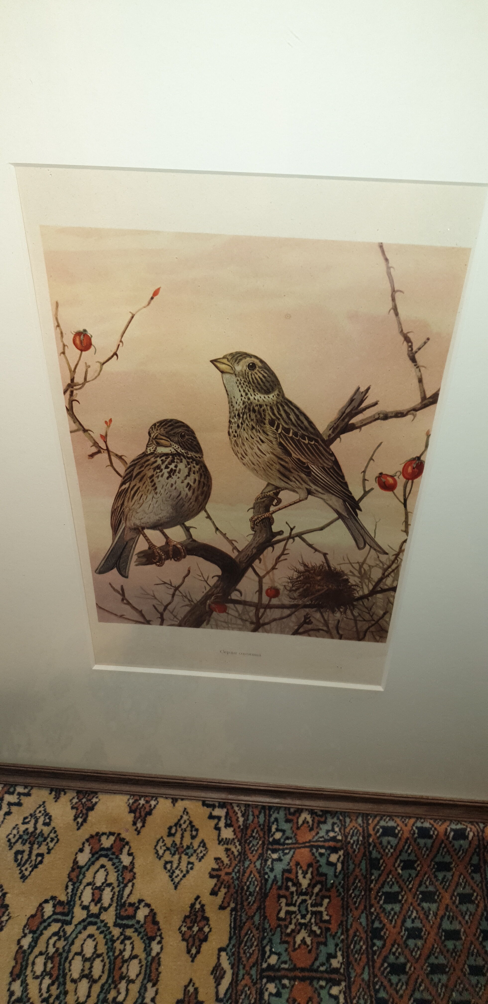 Ornithological engraving