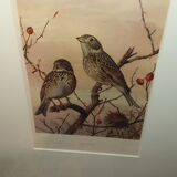 Ornithological engraving