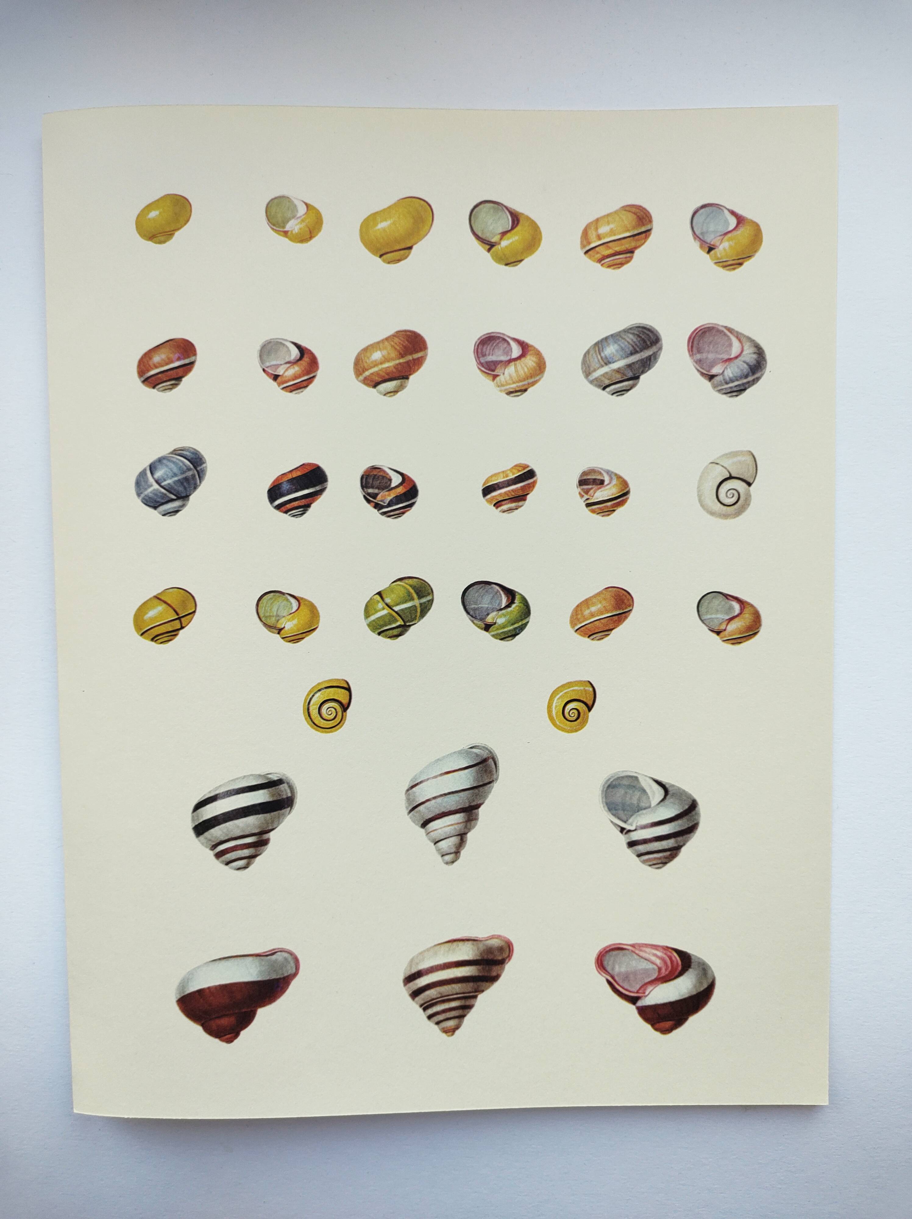 Old board - Snail Shell - Vintage illustration from 1970