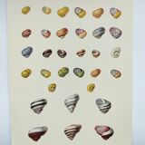 Old board - Snail Shell - Vintage illustration from 1970