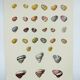 Old board - Snail Shell - Vintage illustration from 1970