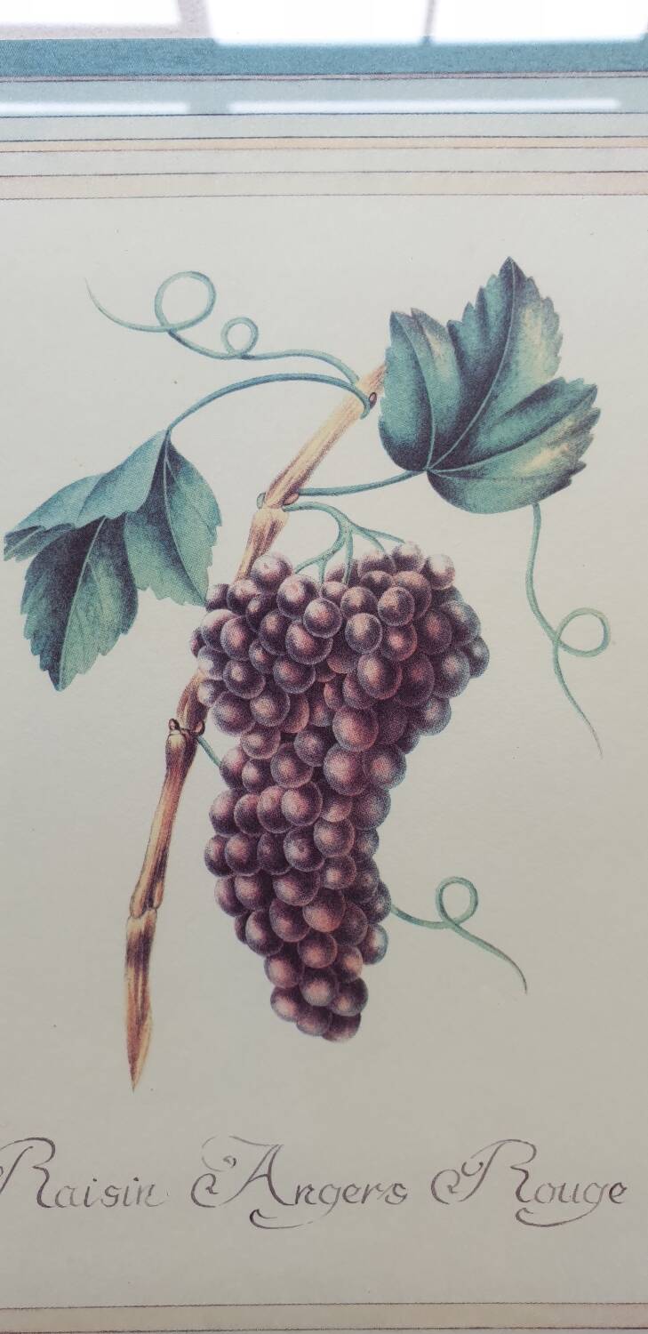 Planche botanique raisin d'Angers