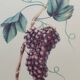 Planche botanique raisin d'Angers