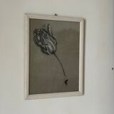 Etude documentaire d'une fleur, drawing, Dumant, 1951