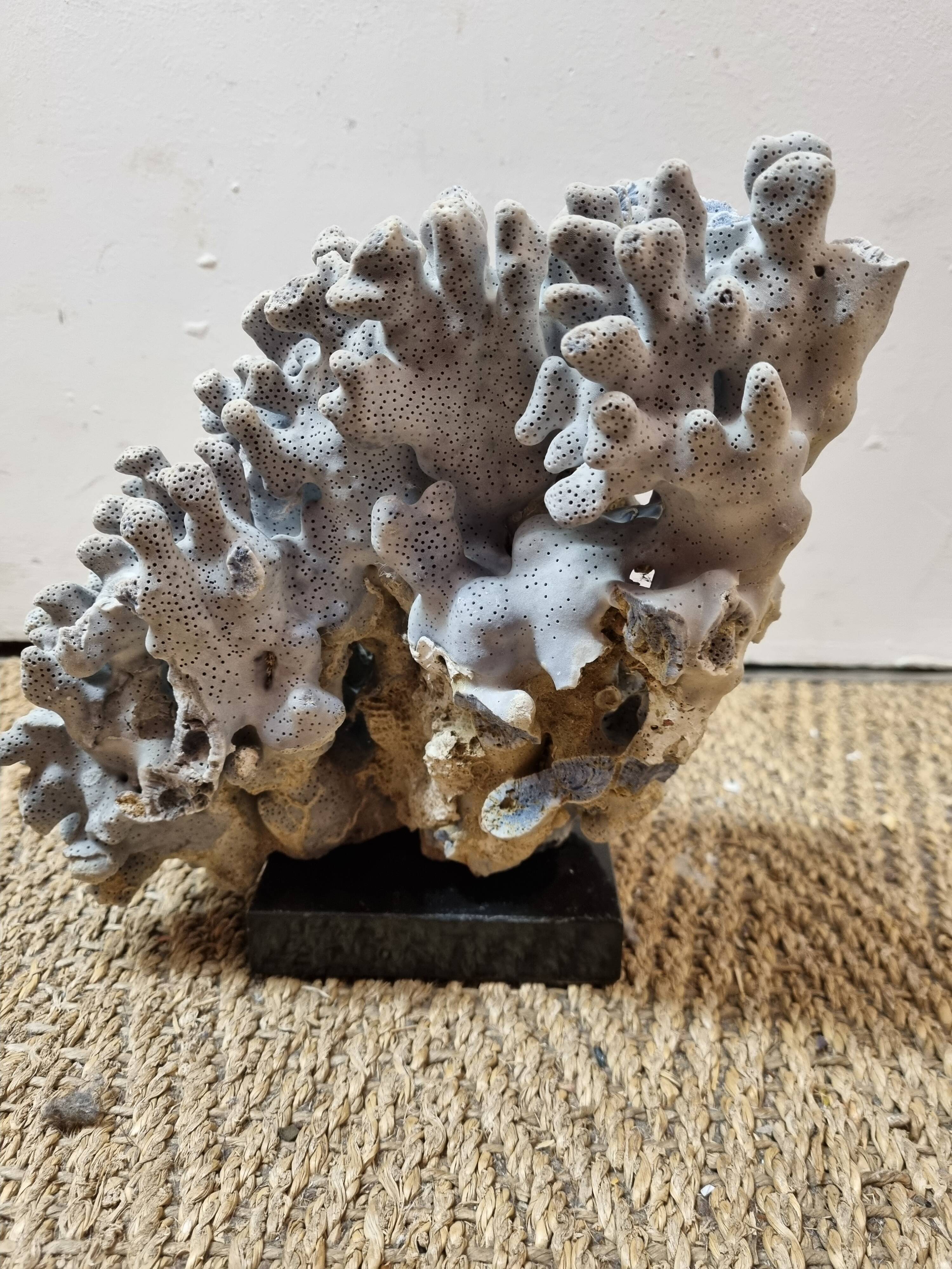 Corail bleu sur socle marbre noir
