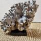 Corail bleu sur socle marbre noir