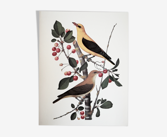 Planche ornithologique Le Loriot