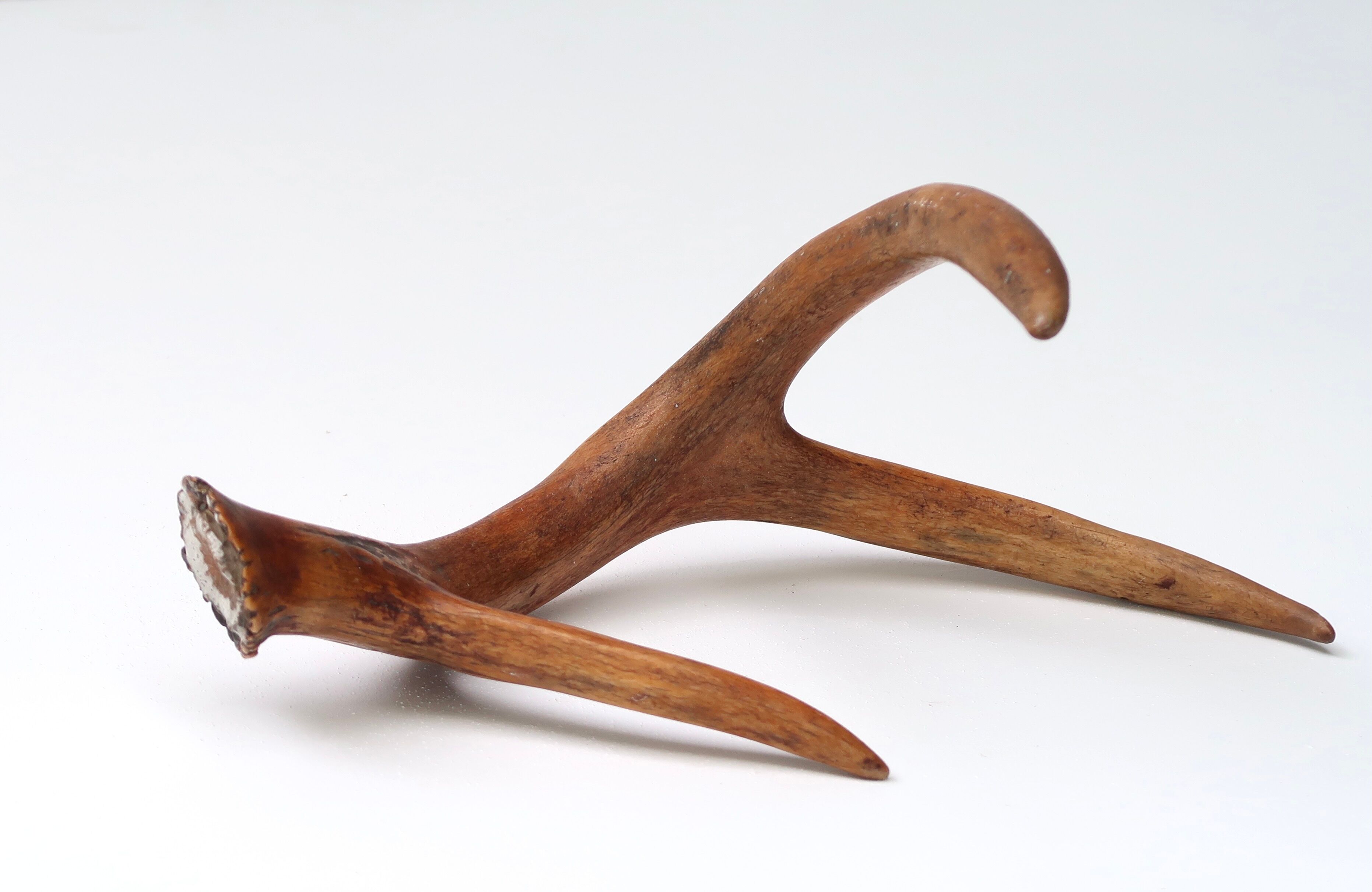 Bois de chevreuil, cabinet de curiosités, vintage