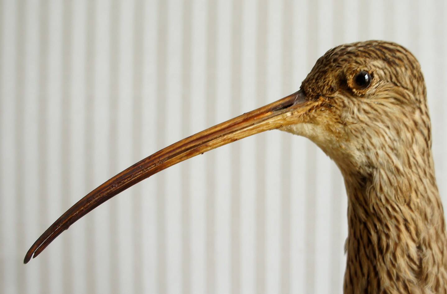 Stuffed bird "Eurasian Curlew" on plant base