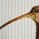 Stuffed bird "Eurasian Curlew" on plant base
