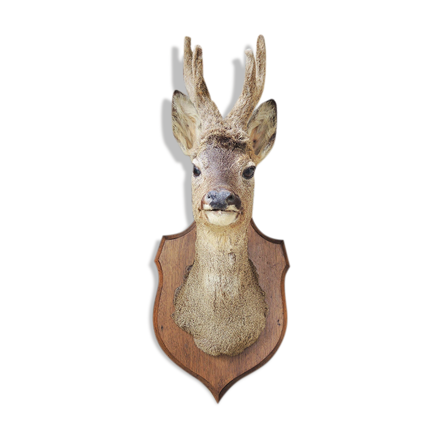 Former hunting trophy