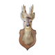 Former hunting trophy
